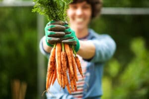 Gardener holding carrots